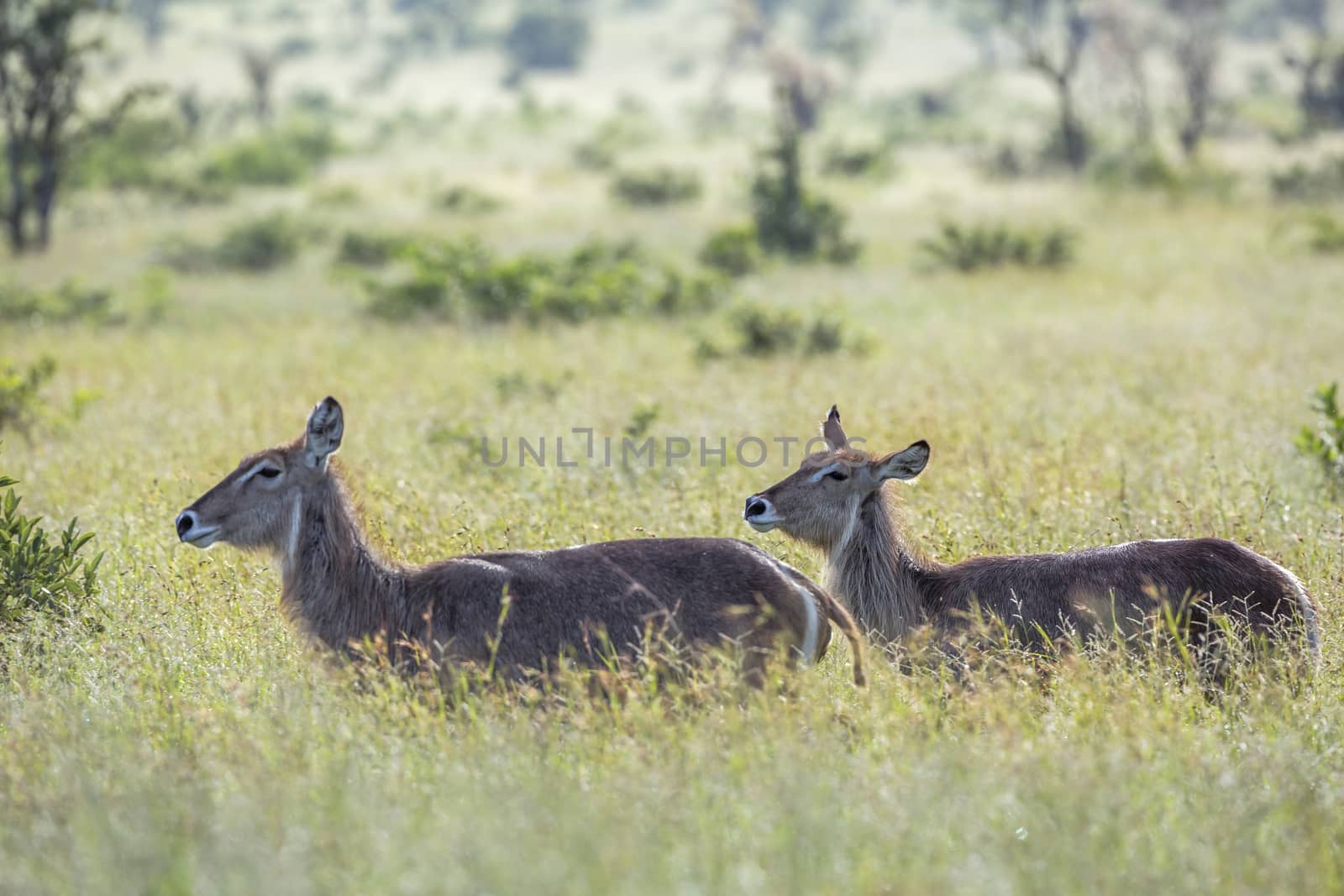 Common Waterbuck in green savannah backlit in Kruger National park, South Africa ; Specie Kobus ellipsiprymnus family of Bovidae