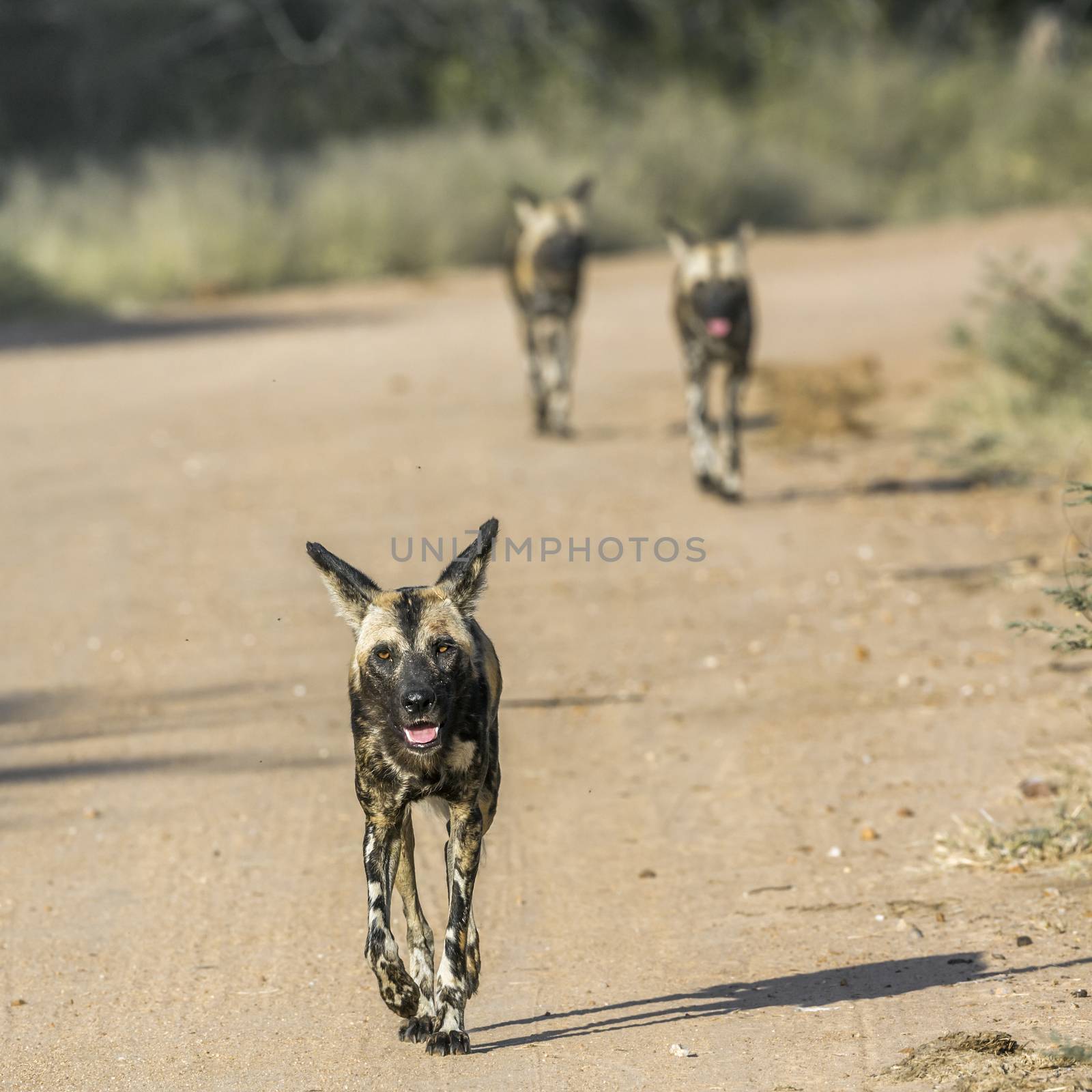 African wild dog in Kruger National park, South Africa by PACOCOMO