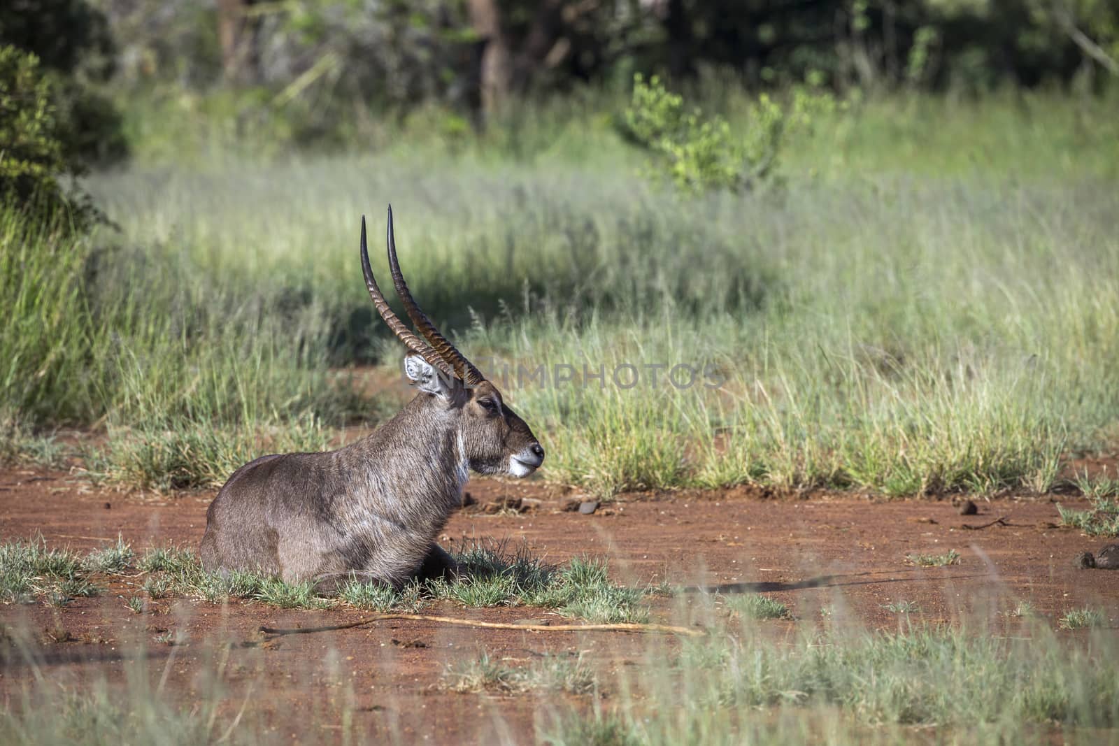 Common Waterbuck male lying down in Kruger National park, South Africa ; Specie Kobus ellipsiprymnus family of Bovidae