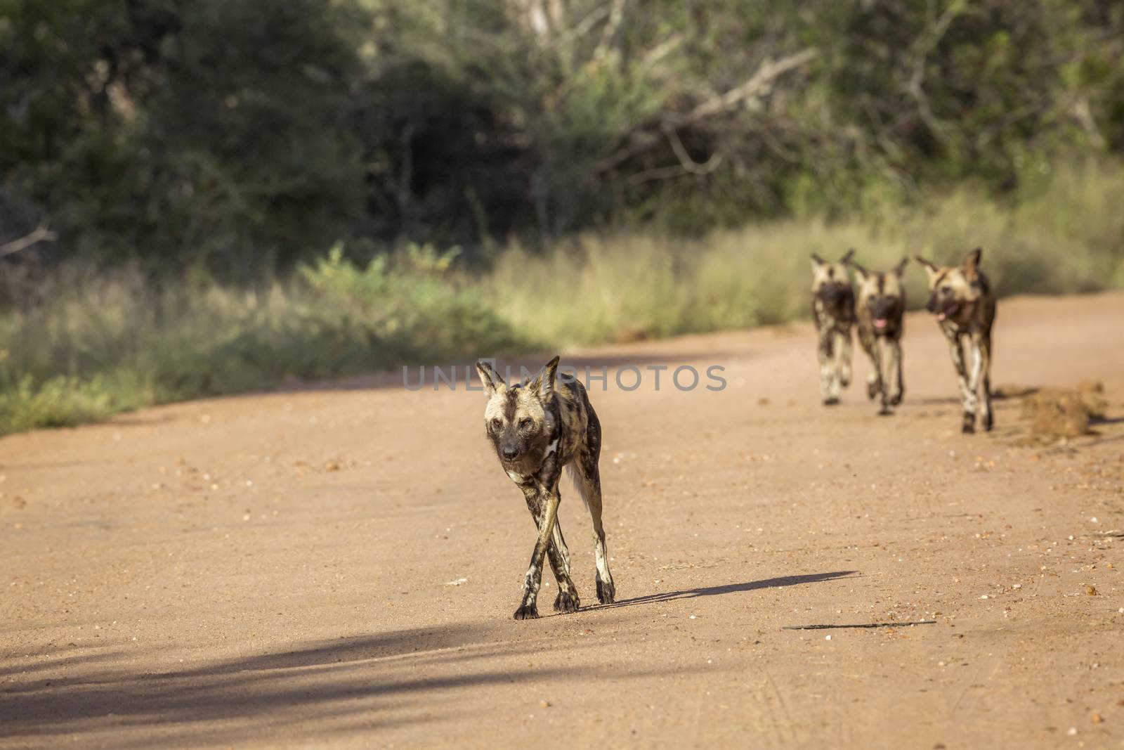 African wild dog running on gravel road in Kruger National park, South Africa ; Specie Lycaon pictus family of Canidae