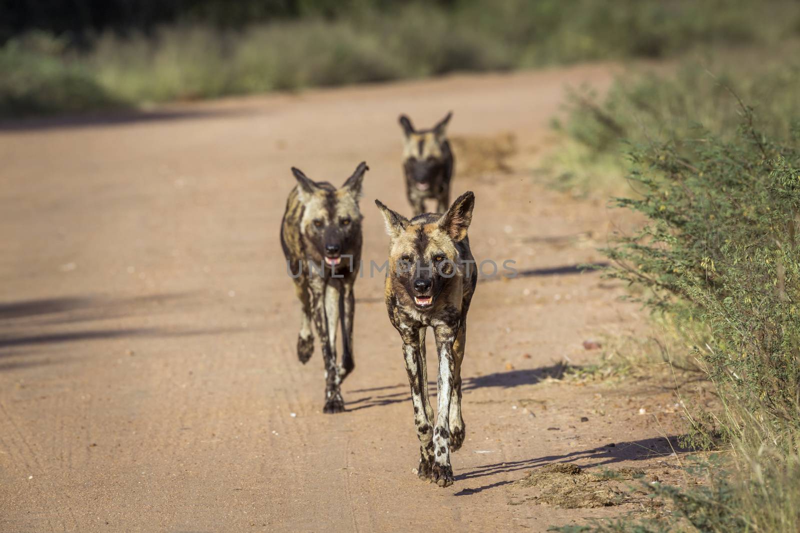 African wild dog in Kruger National park, South Africa by PACOCOMO