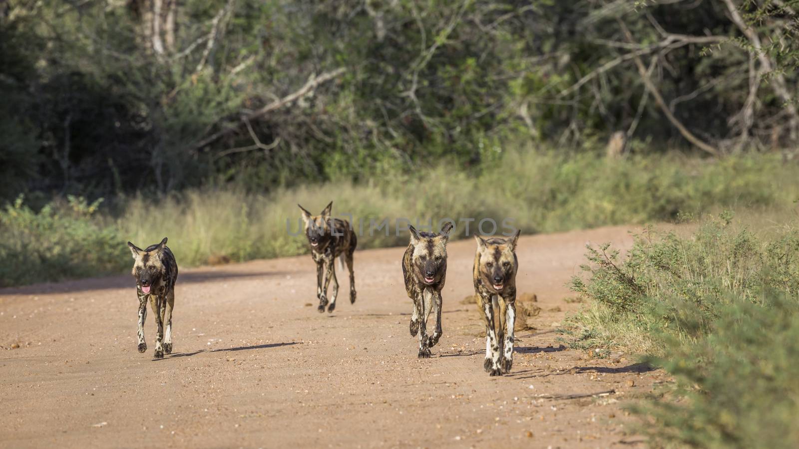 African wild dog in Kruger National park, South Africa by PACOCOMO