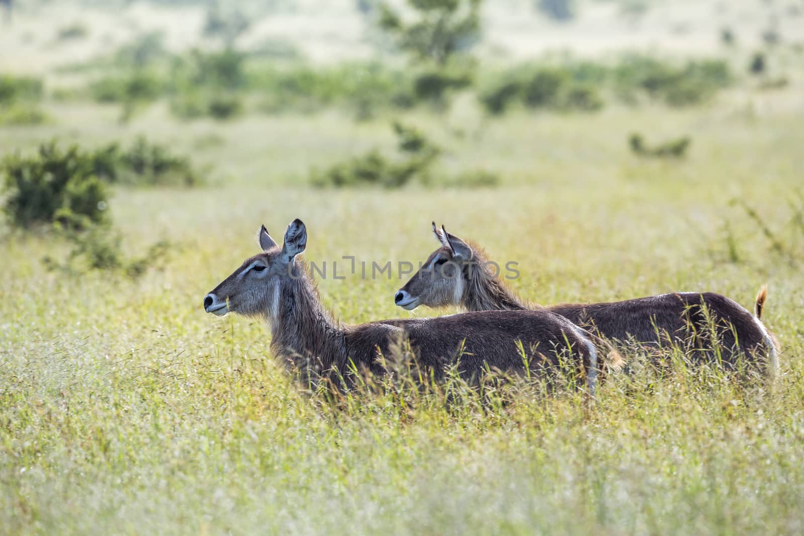 Common Waterbuck in green savannah backlit in Kruger National park, South Africa ; Specie Kobus ellipsiprymnus family of Bovidae