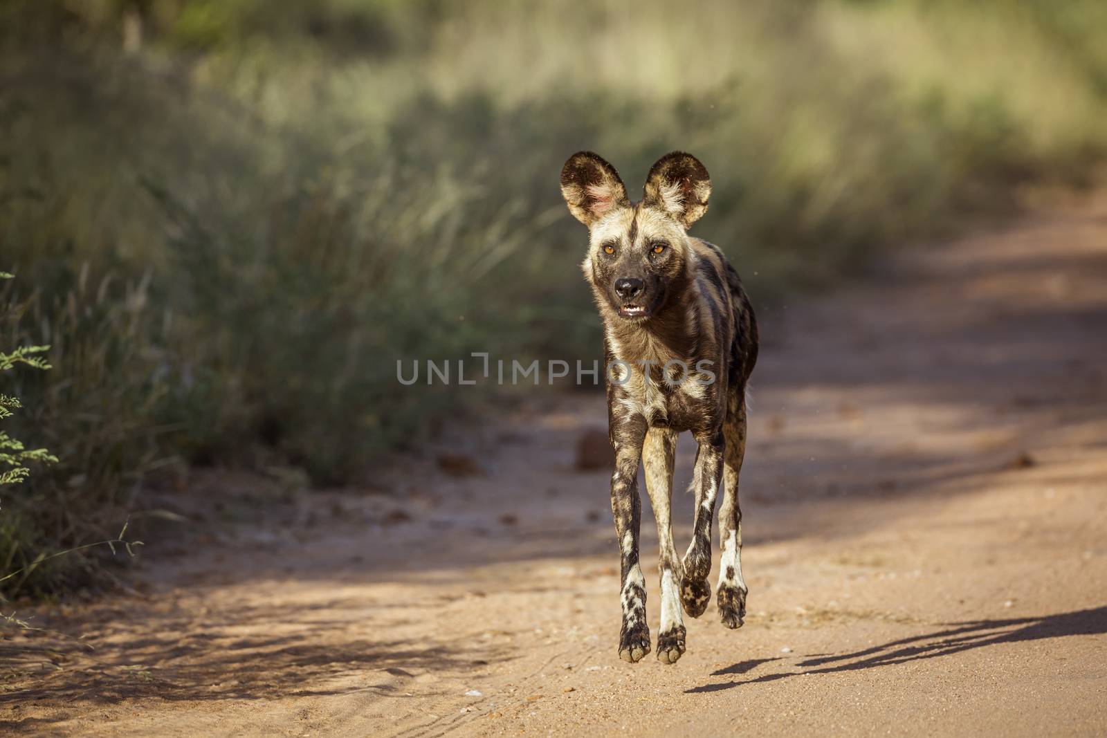 African wild dog in Kruger National park, South Africa ; Specie Lycaon pictus family of Canidae