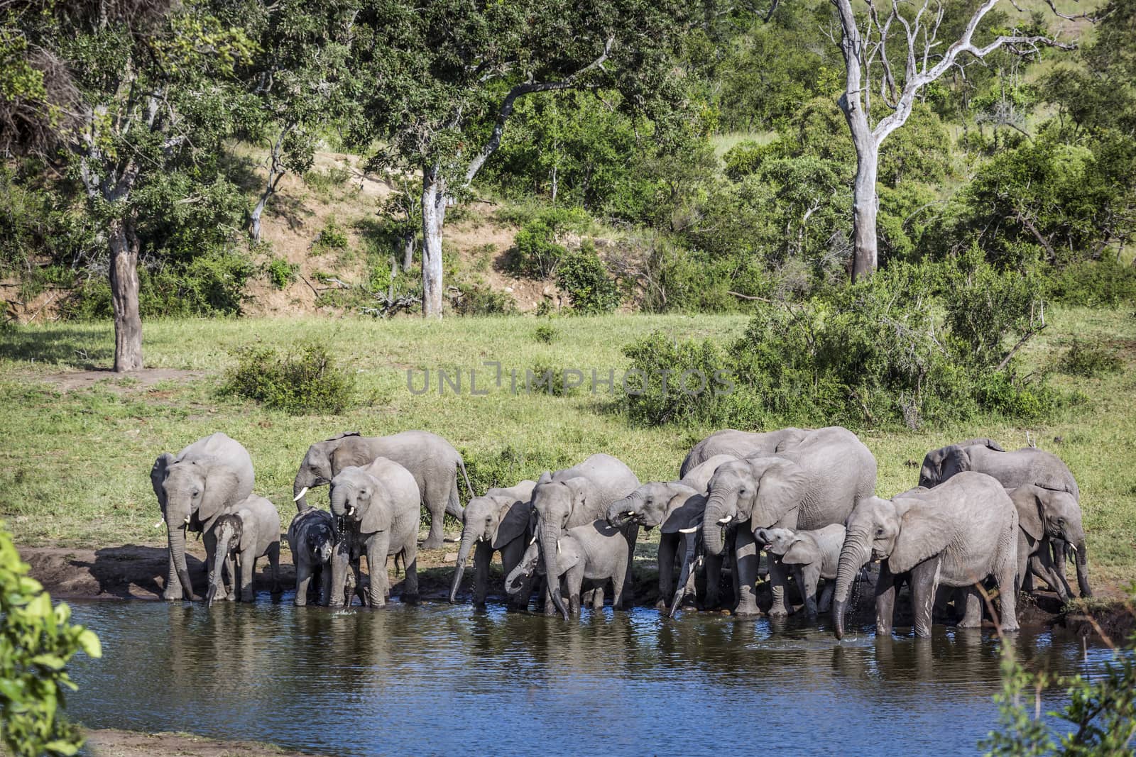 African bush elephant herd drinking in waterhole in Kruger National park, South Africa ; Specie Loxodonta africana family of Elephantidae