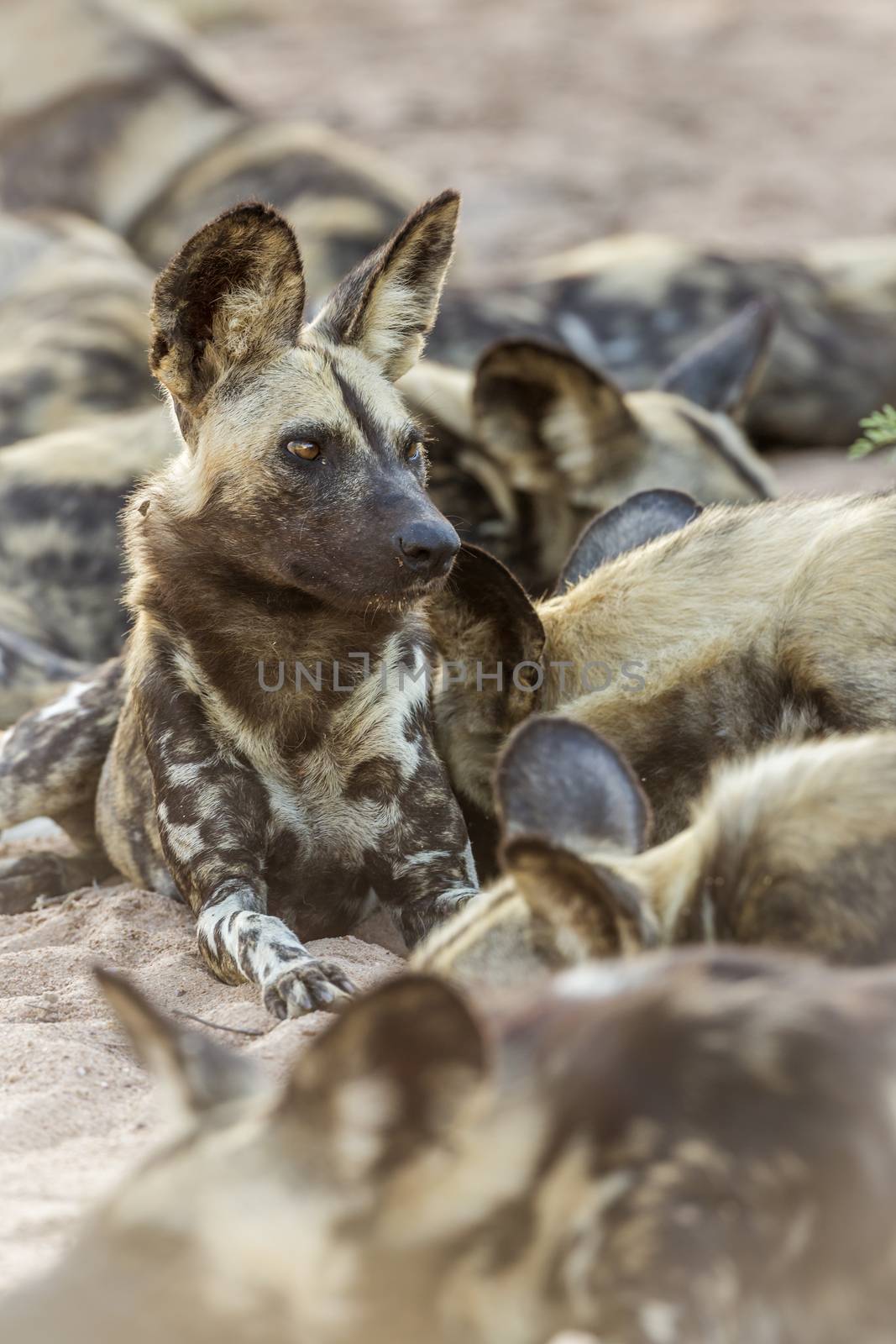 African wild dog in Kruger National park, South Africa by PACOCOMO