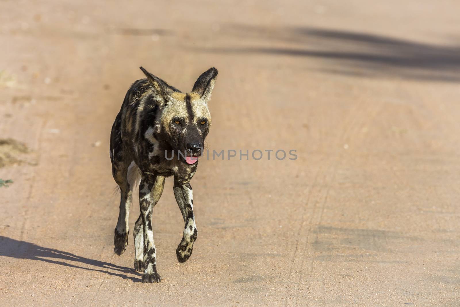 African wild dog in Kruger National park, South Africa by PACOCOMO