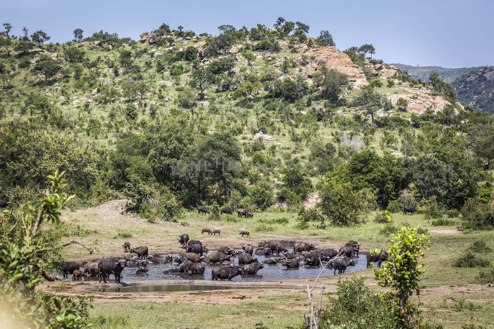 African buffalo herd in waterhole in Kruger National park, South Africa ; Specie Syncerus caffer family of Bovidae