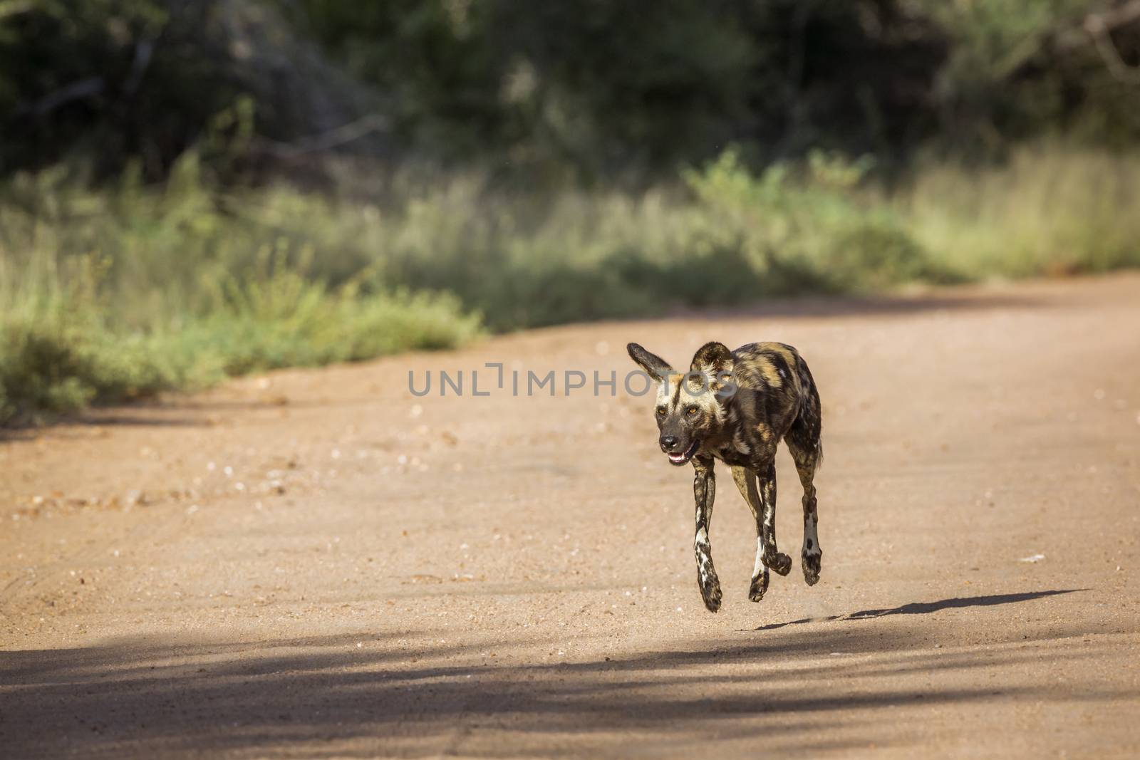 African wild dog in Kruger National park, South Africa ; Specie Lycaon pictus family of Canidae