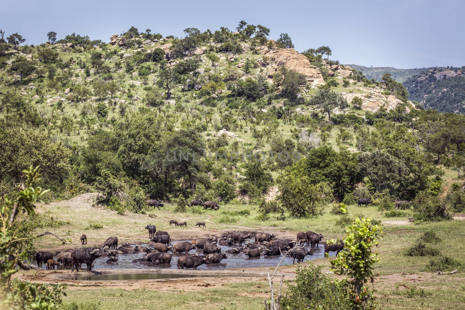 African buffalo herd in waterhole in Kruger National park, South Africa ; Specie Syncerus caffer family of Bovidae