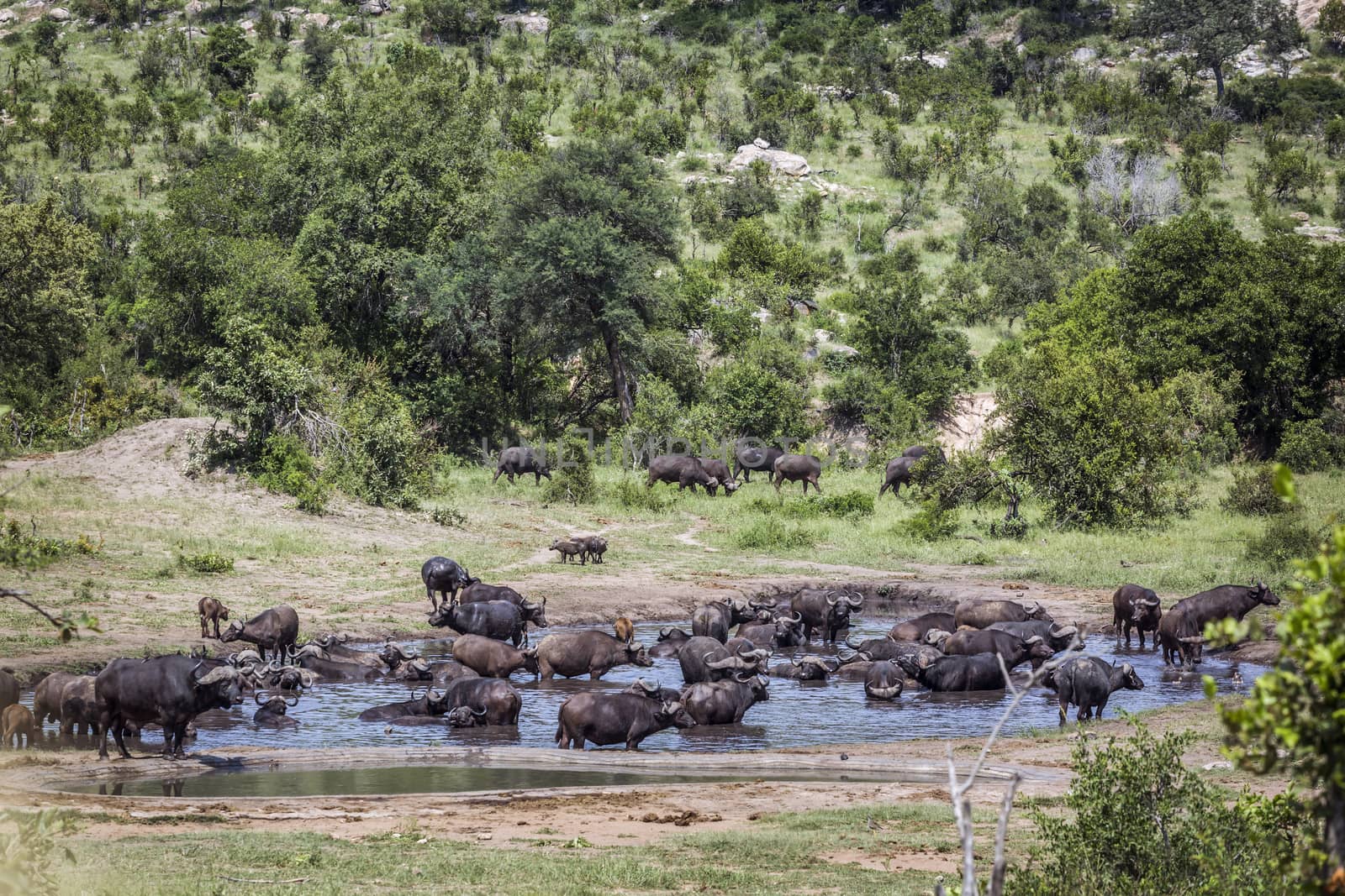 African buffalo herd in waterhole in Kruger National park, South Africa ; Specie Syncerus caffer family of Bovidae