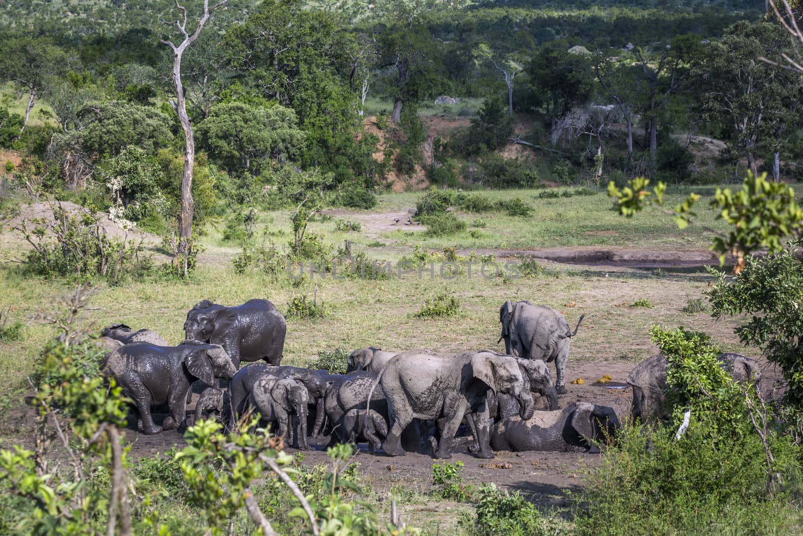 African bush elephant herd in mud bath in Kruger National park, South Africa ; Specie Loxodonta africana family of Elephantidae