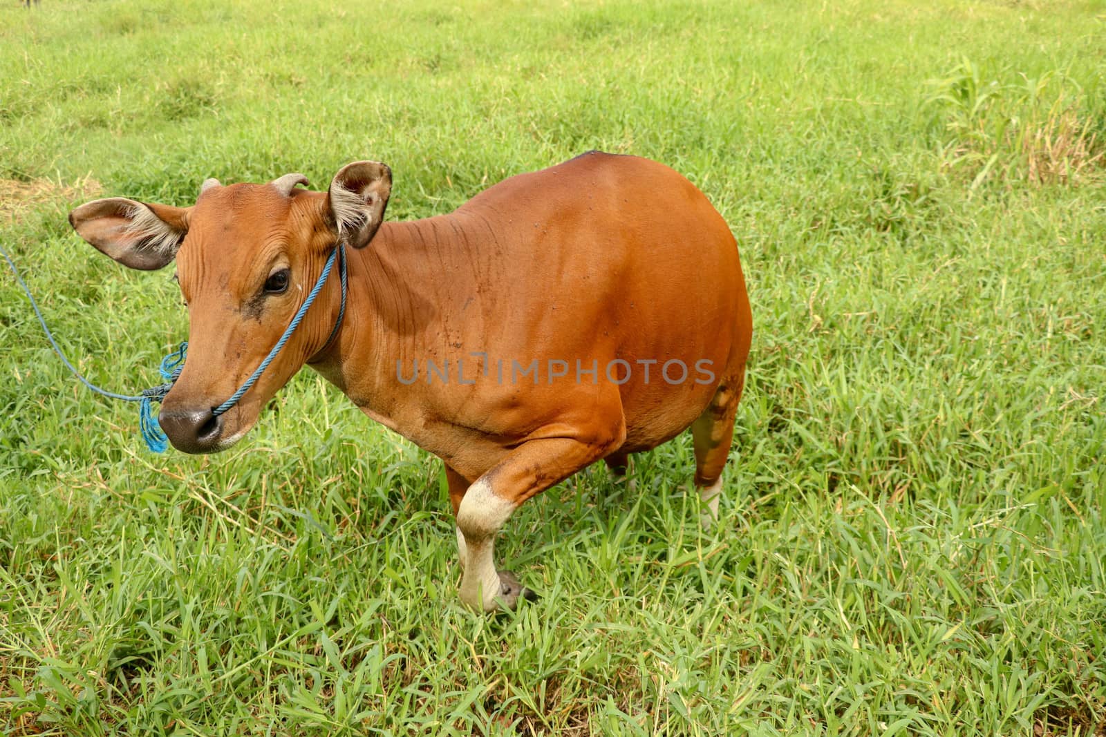 Brown cow standing in green field with tall grass. Young heifer looks into the camera lens. Beef cattle tied with blue rope. Cow grazes on meadow with grass. Bali Island, Indonesia.