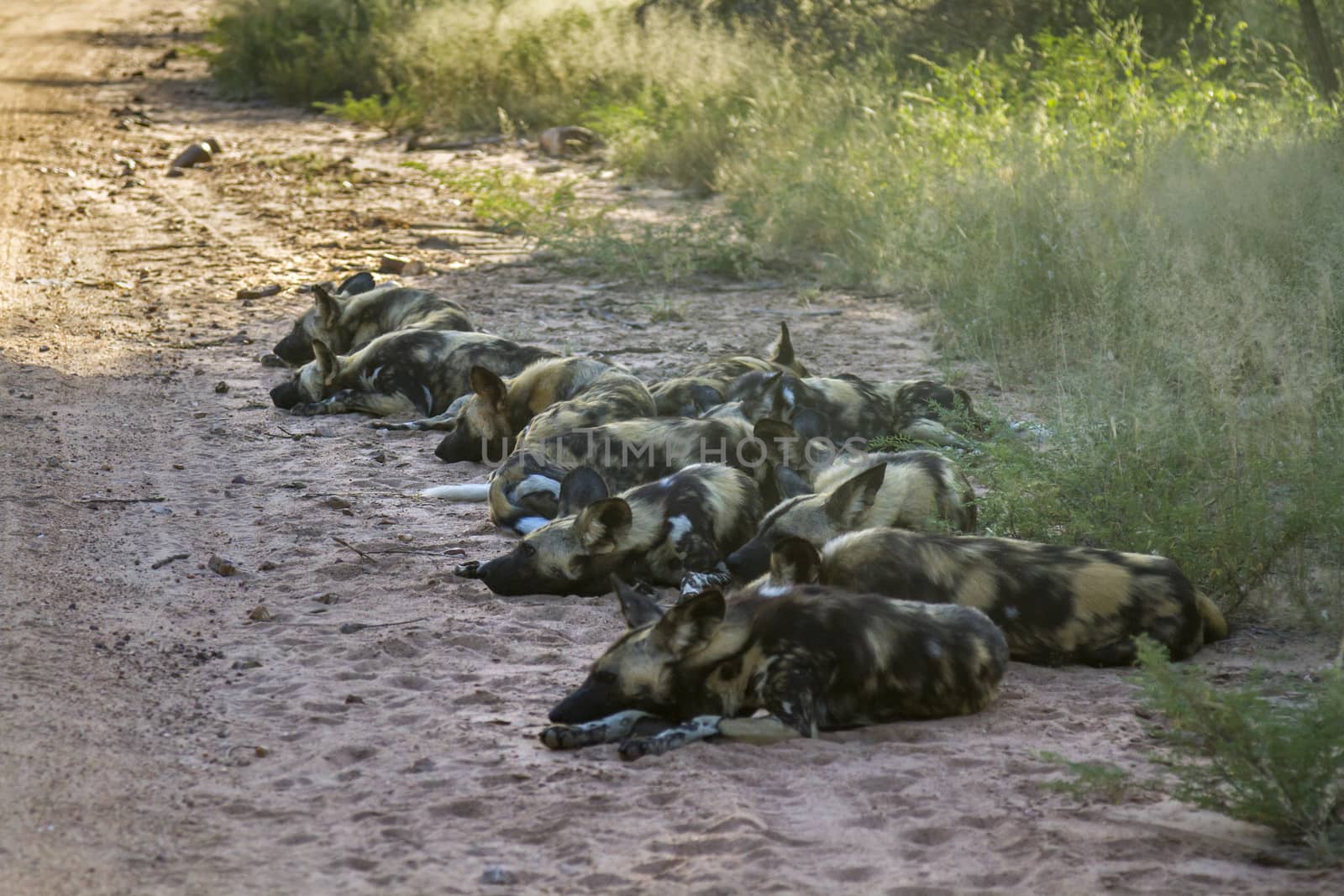 African wild dog in Kruger National park, South Africa ; Specie Lycaon pictus family of Canidae