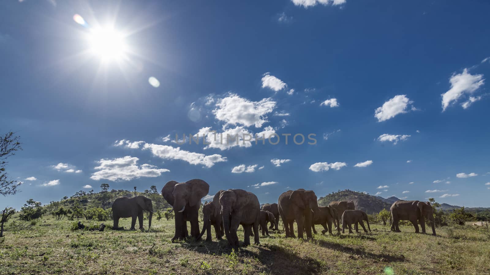 African bush elephant small herd in backlit in Kruger National park, South Africa ; Specie Loxodonta africana family of Elephantidae