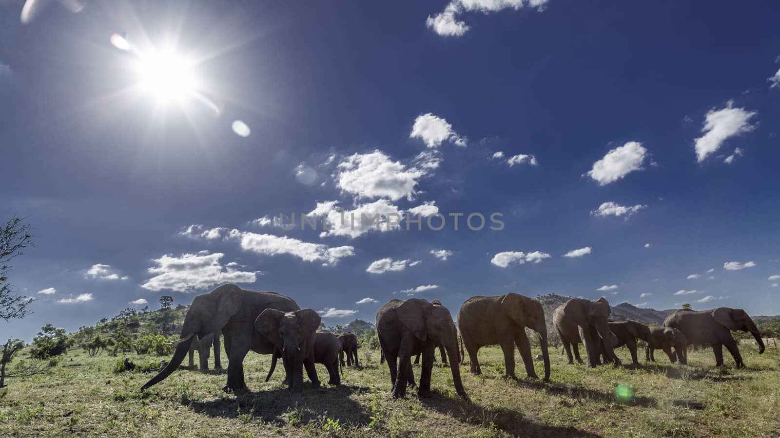 African bush elephant in Kruger National park, South Africa by PACOCOMO