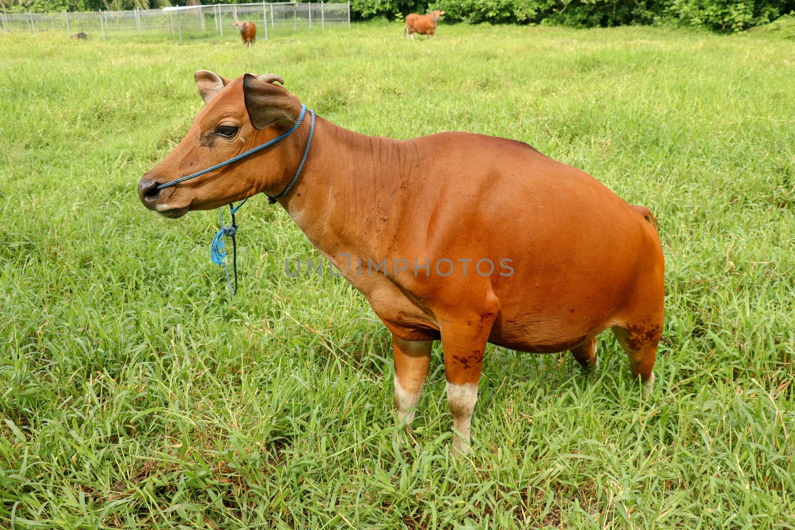 Brown cow standing in green field with tall grass. Young heifer looks into the camera lens. Beef cattle tied with blue rope. Cow grazes on meadow with grass. Bali Island, Indonesia.