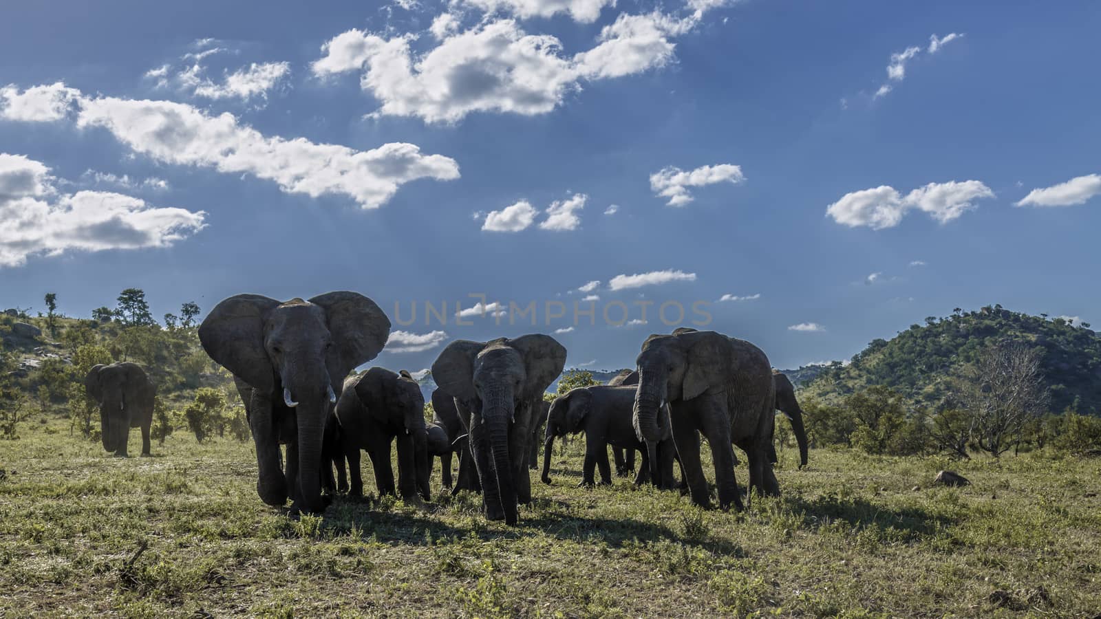 African bush elephant in Kruger National park, South Africa by PACOCOMO