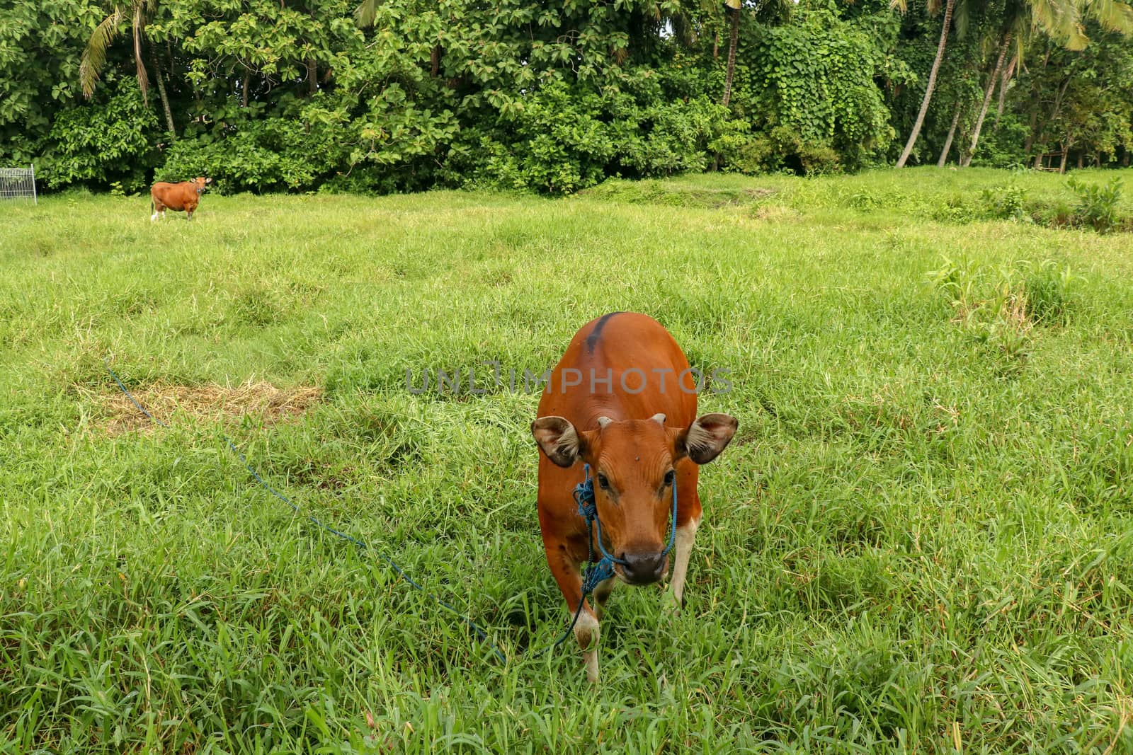 Brown cow standing in green field with tall grass. Young heifer looks into the camera lens. Beef cattle tied with blue rope. Cow grazes on meadow with grass. Bali Island, Indonesia.