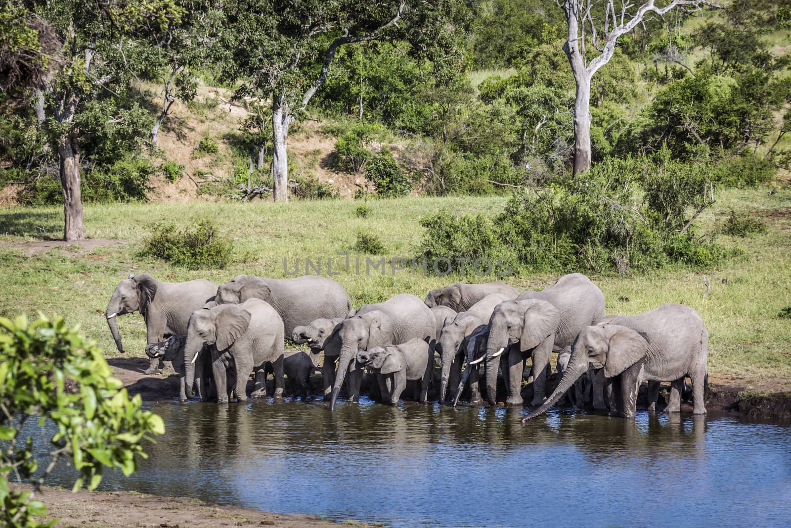 African bush elephant in Kruger National park, South Africa by PACOCOMO