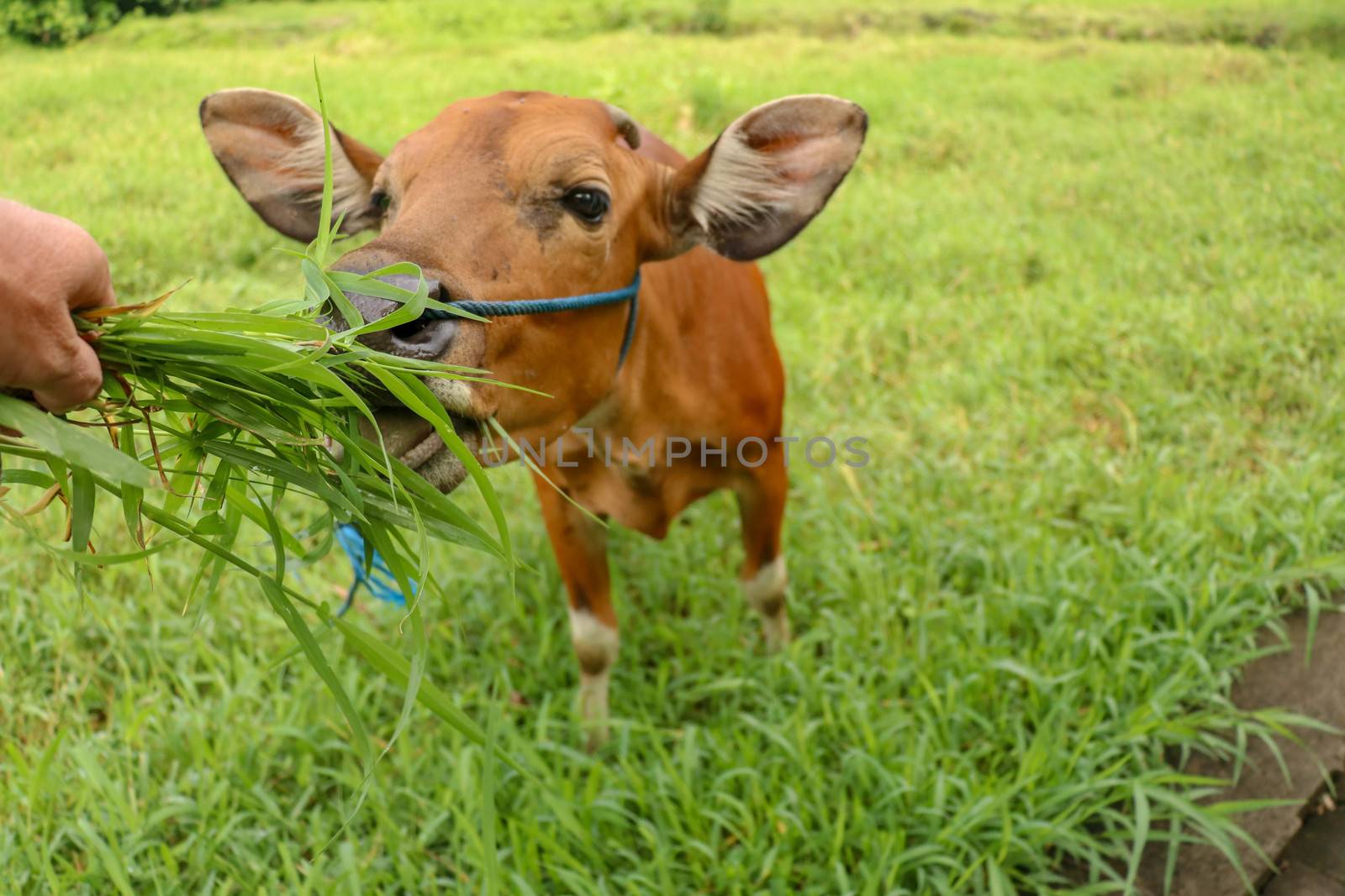 A man feeds a brown cow lying on a field with tall grass. Young heifer looks into the camera lens. Beef cattle tied with blue rope. Cow with pure soft hair grazes in meadow with grass. Bali, Indonesia