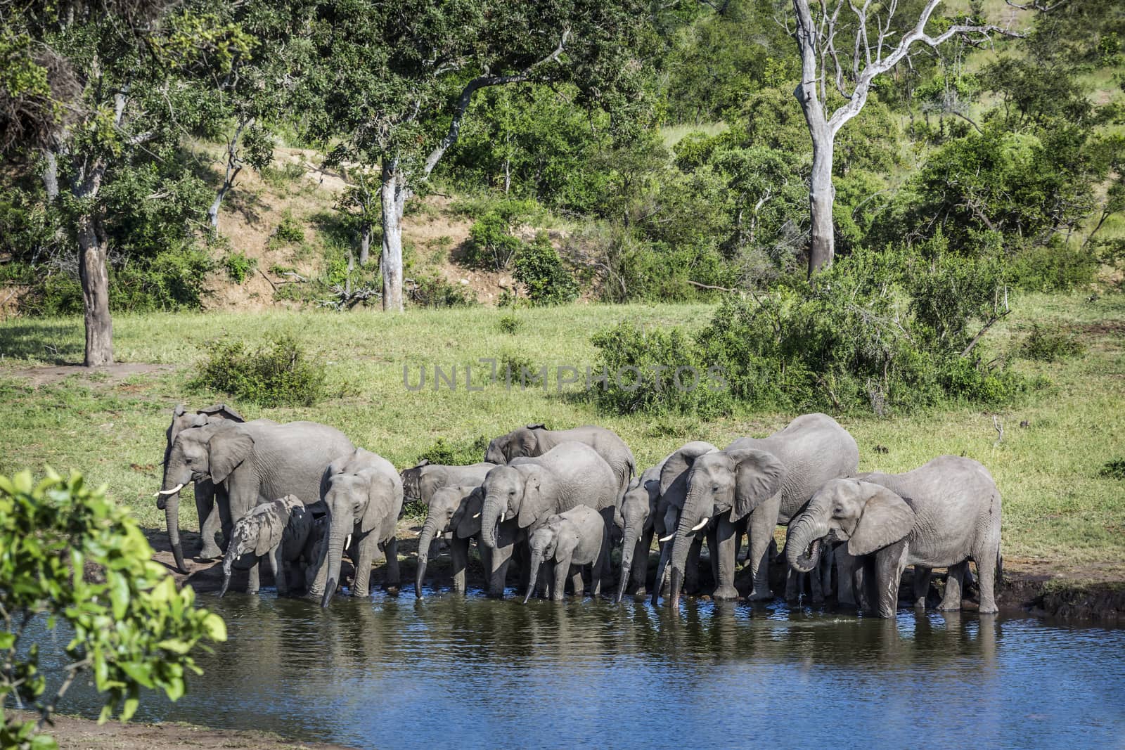 African bush elephant herd drinking in waterhole in Kruger National park, South Africa ; Specie Loxodonta africana family of Elephantidae