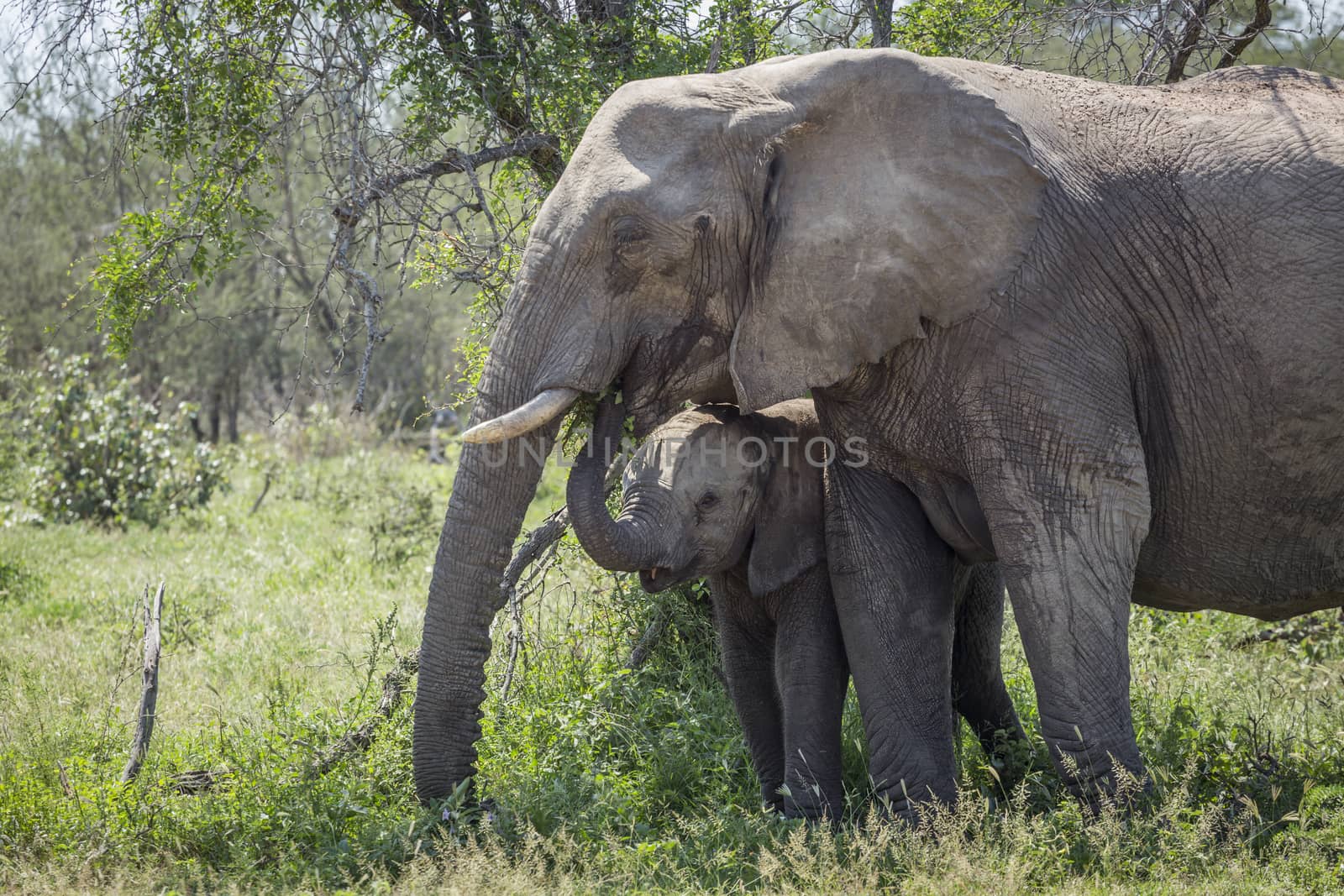 African bush elephant mother and baby in Kruger National park, South Africa ; Specie Loxodonta africana family of Elephantidae
