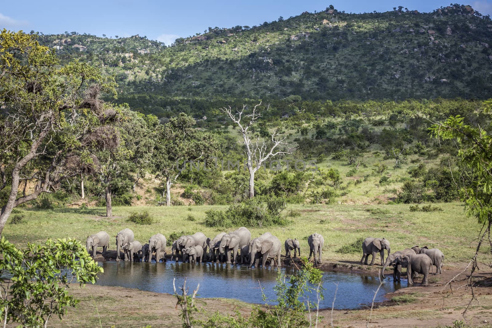 African bush elephant herd in beauty scenery in Kruger National park, South Africa ; Specie Loxodonta africana family of Elephantidae