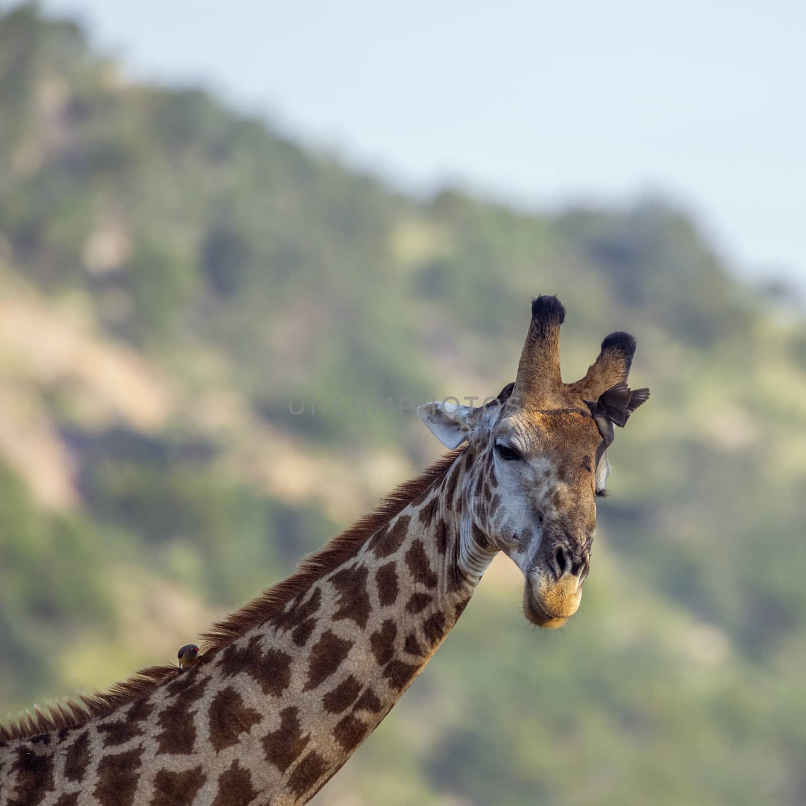 Giraffe portrait with oxpecker in Kruger National park, South Africa ; Specie Giraffa camelopardalis family of Giraffidae