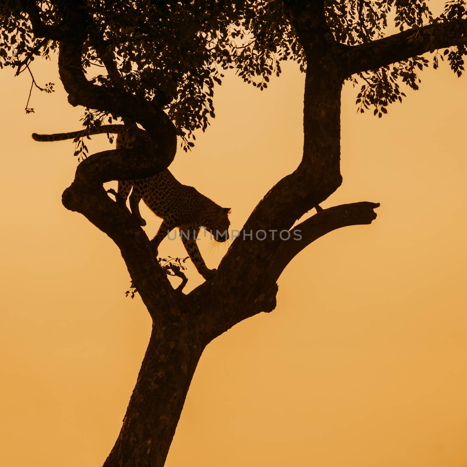 Leopard in Kruger National park, South Africa by PACOCOMO