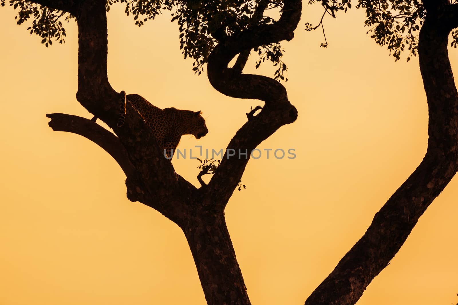 Leopard in a tree at sunset in Kruger National park, South Africa ; Specie Panthera pardus family of Felidae