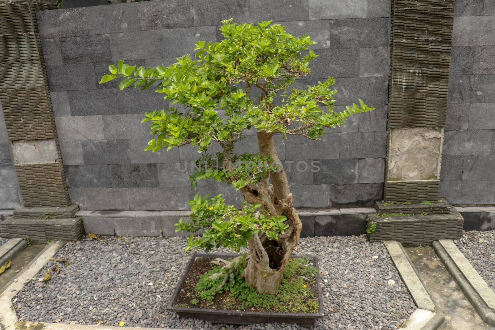 Young ornamental bonsai plant in a pot on natural stones. The deciduous bonsai decorates the stone wall at the Balinese house. Small deciduous bonsai in black pot built on a stone on black background.