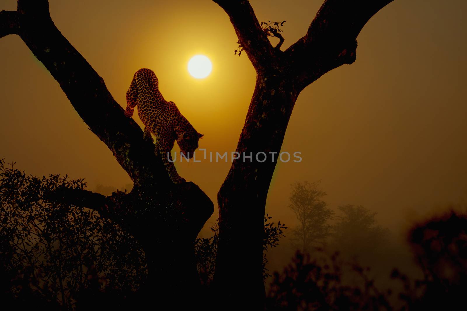 Leopard get down a tree at sunrise in Kruger National park, South Africa ; Specie Panthera pardus family of Felidae