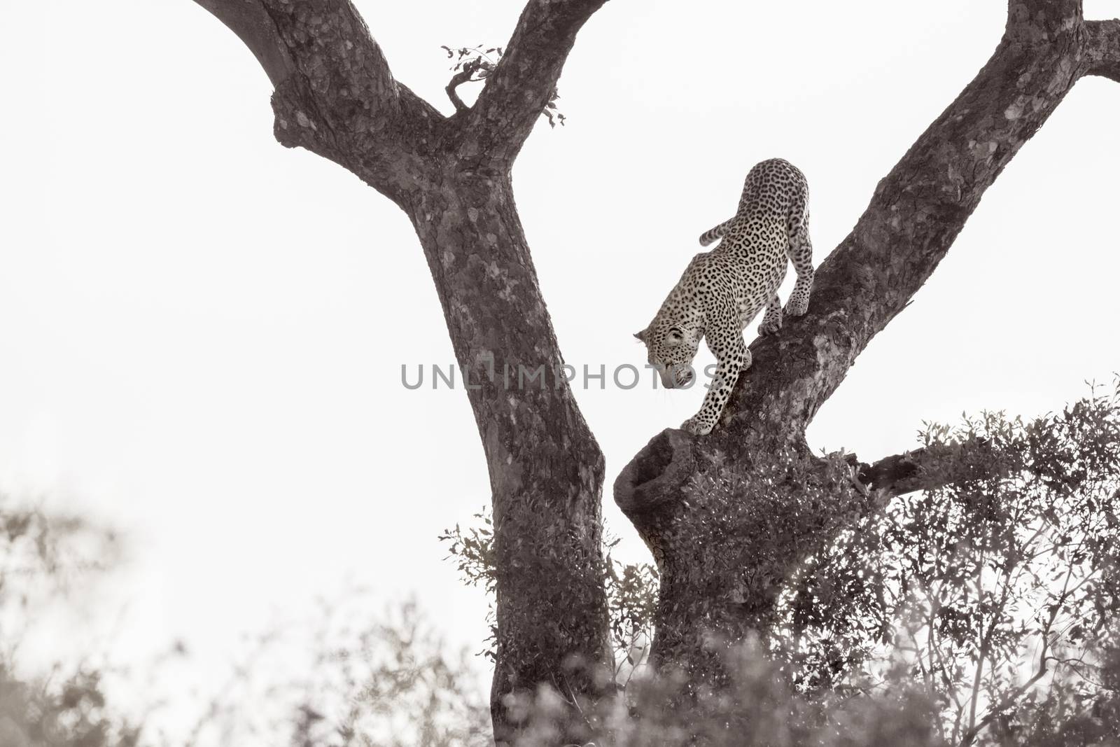 Leopard get down a tree in Kruger National park, South Africa ; Specie Panthera pardus family of Felidae