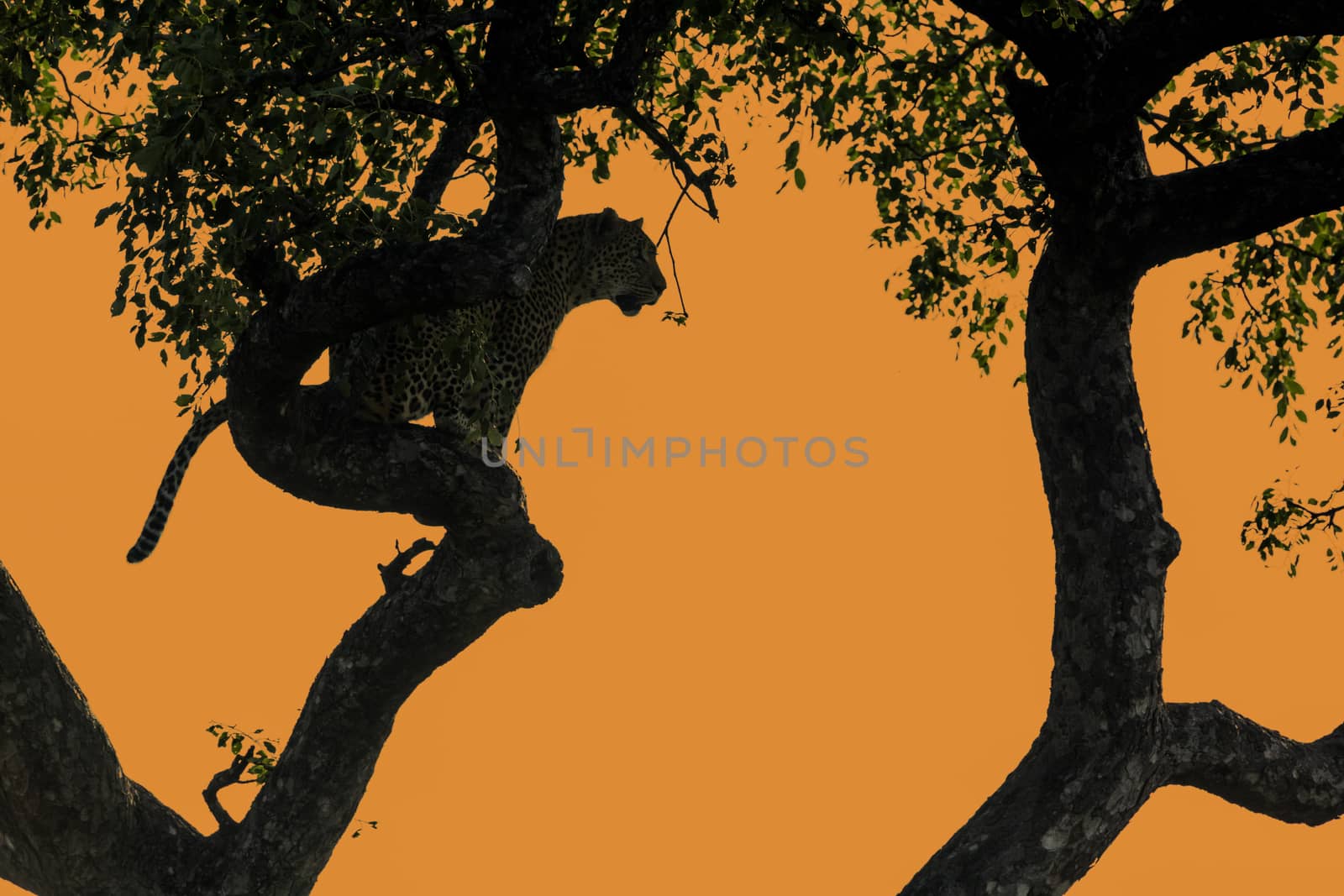 Leopard sitting in a tree at twilight in Kruger National park, South Africa ; Specie Panthera pardus family of Felidae