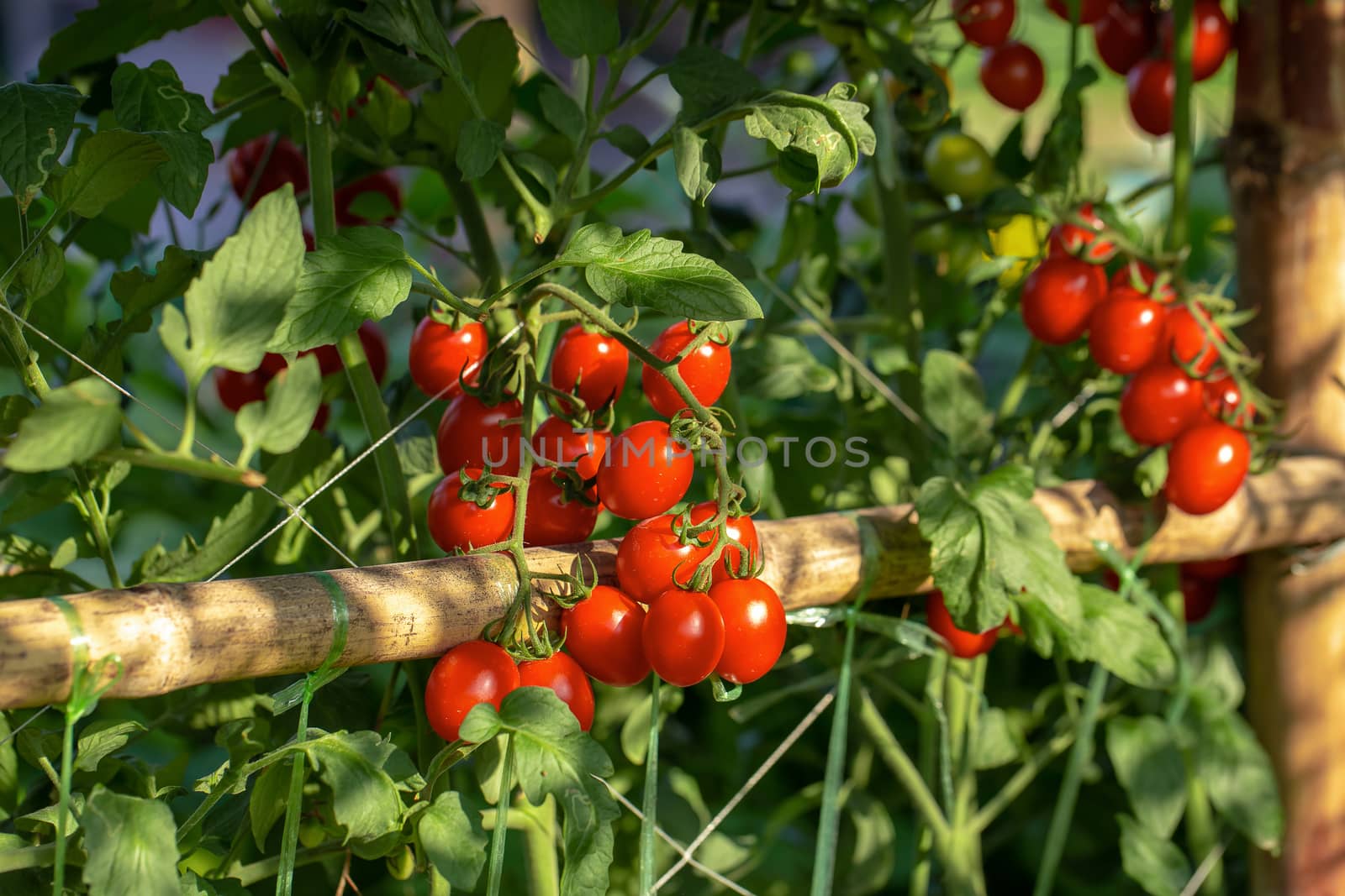 Ripe red tomatoes are hanging on the tomato tree in the garden by kaiskynet