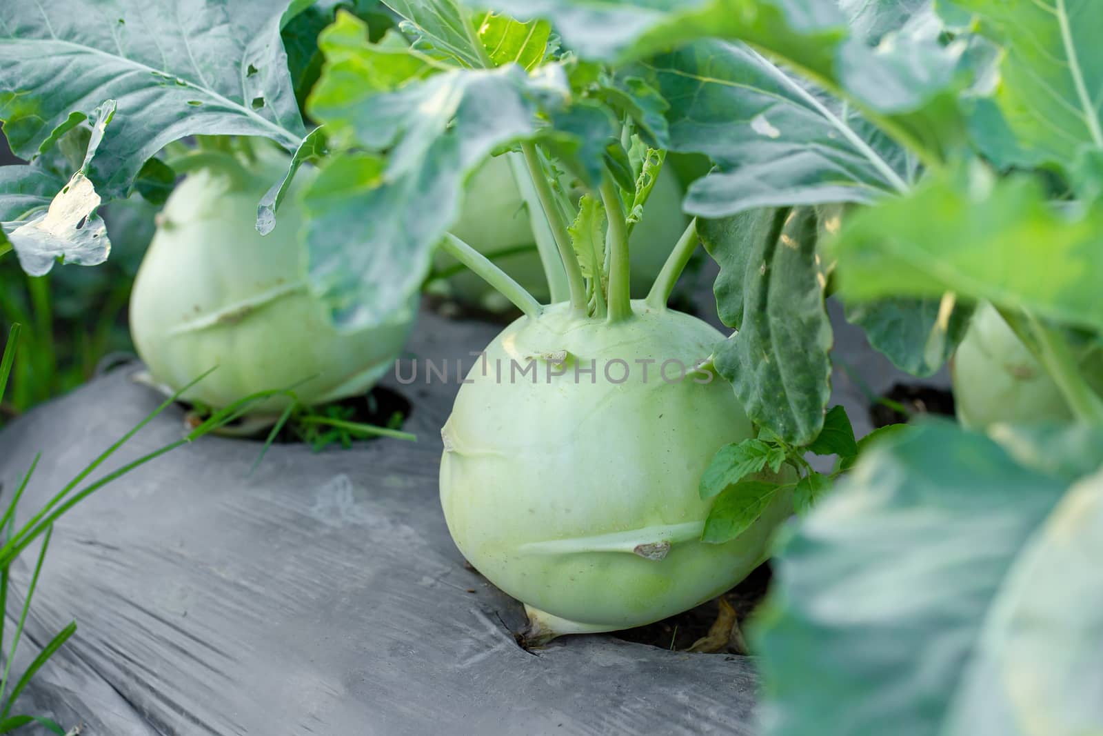 Kohlrabi cabbage or turnip plant growing in the garden by kaiskynet