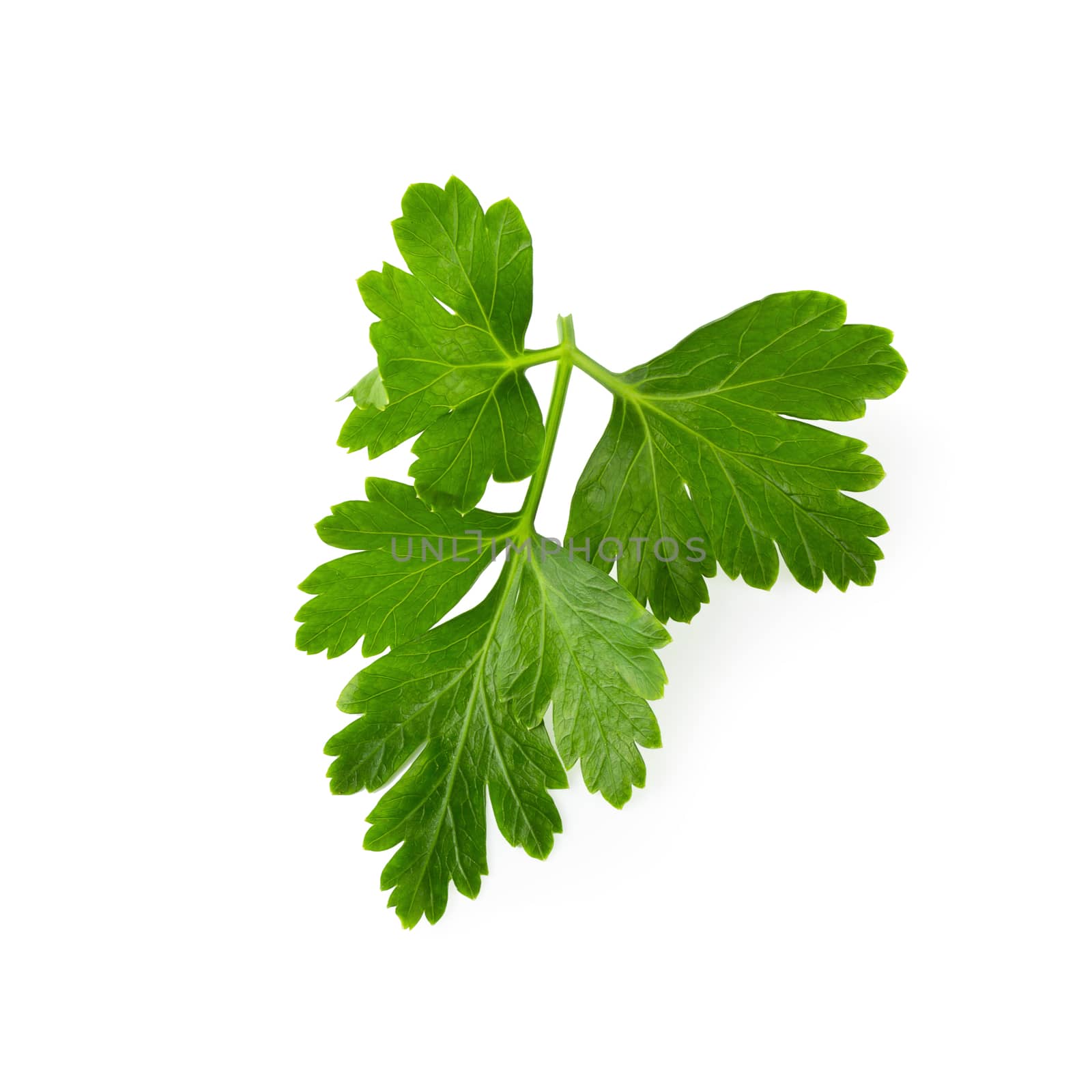 Bunch leaves parsley isolated on white background