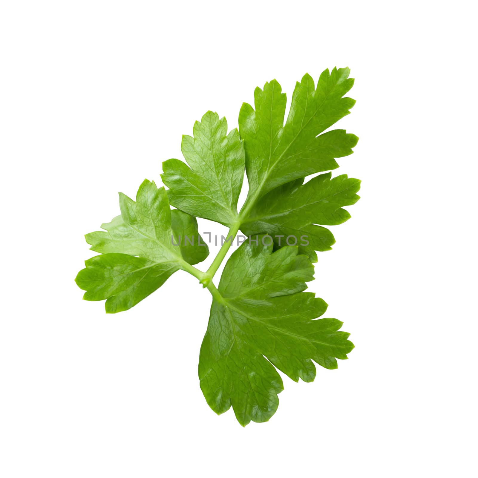 Bunch leaves parsley isolated over white background by kaiskynet