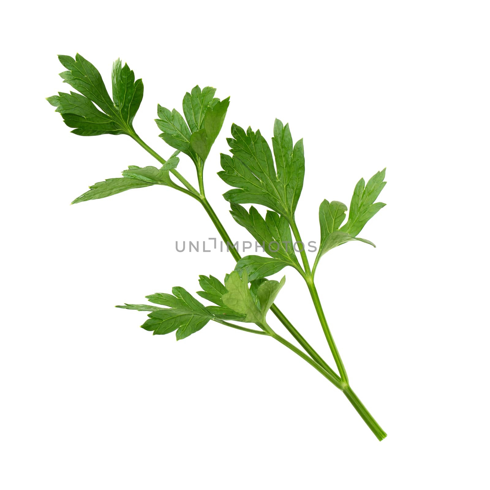 parsley fresh herb isolated on a white background by kaiskynet