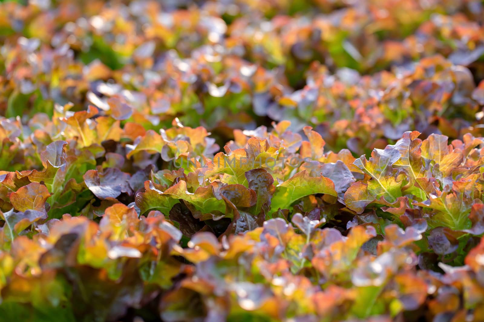 Fresh Red Oak lettuce leaves, Salads vegetable hydroponics farm by kaiskynet