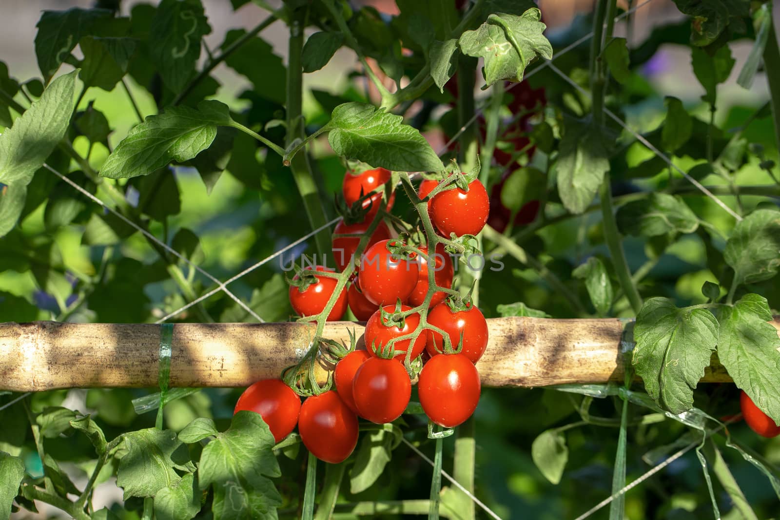 Ripe red tomatoes are hanging on the tomato tree in the agricultural farm.