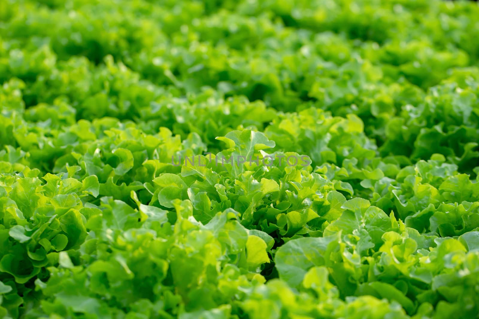 Fresh Green Oak lettuce leaves, Salads vegetable hydroponics far by kaiskynet