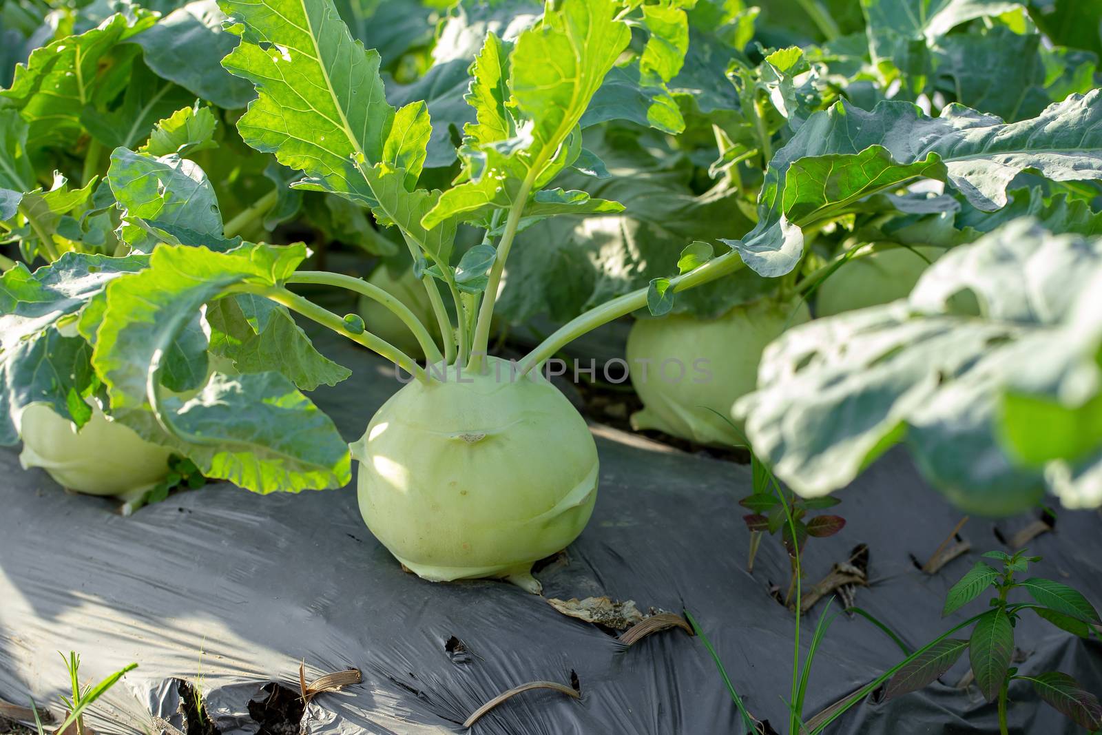 Kohlrabi cabbage or turnip plant growing in in the garden.