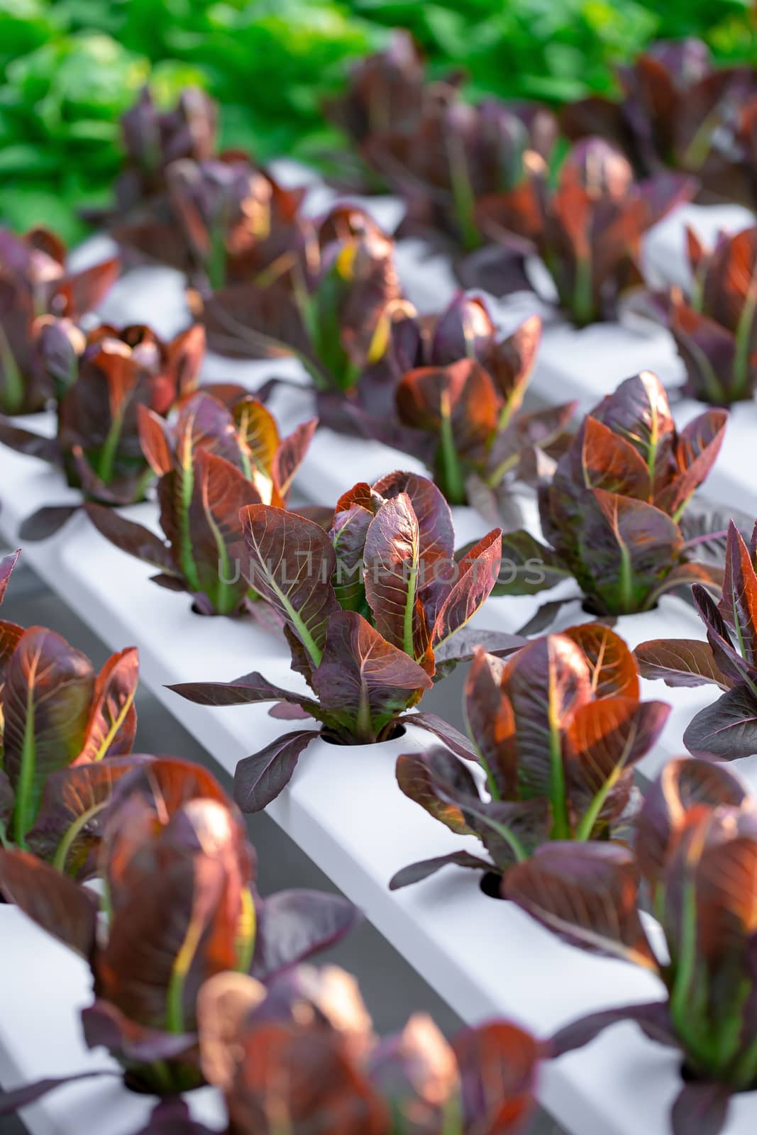 Red Cos lettuce leaves, Salads vegetable hydroponics in the agricultural farm.
