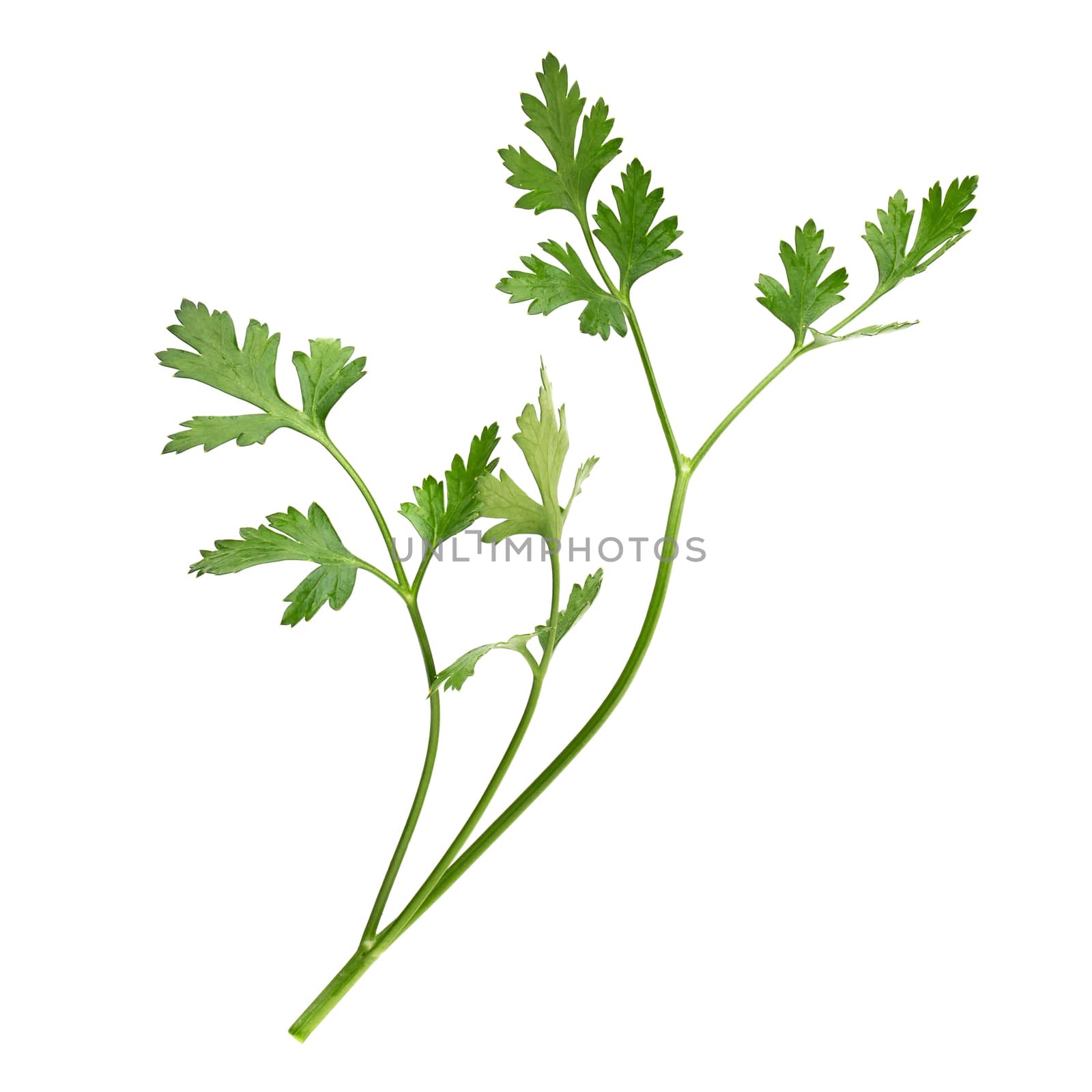 parsley fresh herb isolated on a white background by kaiskynet