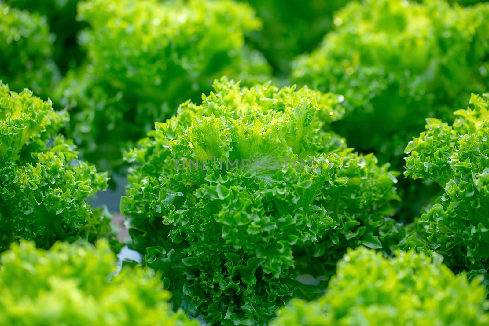 Fresh Frillice Iceberg lettuce leaves, Salads vegetable hydroponics farm.