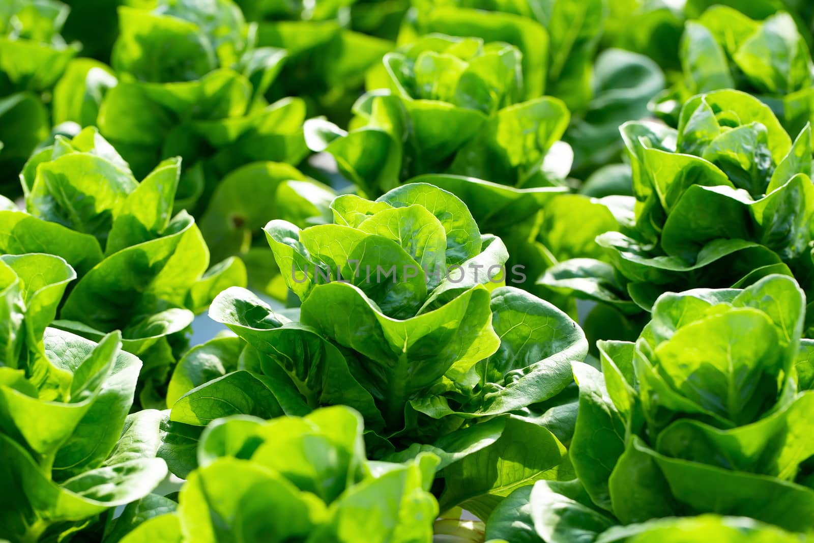 Fresh Butterhead lettuce leaves, Salads vegetable in the agricultural hydroponics farm.