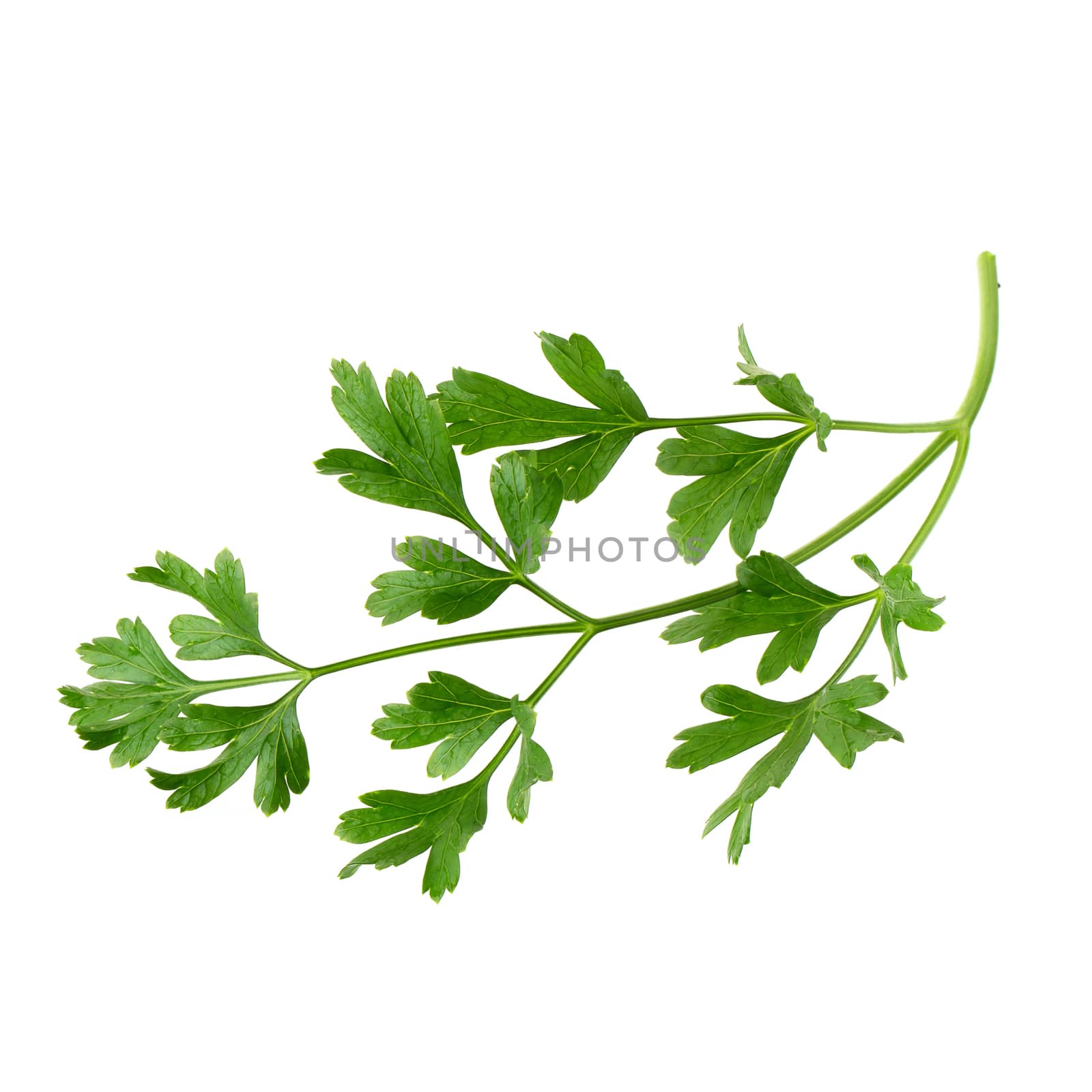 parsley fresh herb isolated on a white background.