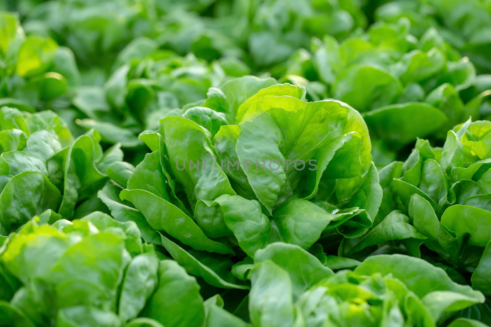 Fresh Butterhead lettuce leaves, Salads vegetable hydroponics in the agricultural farm.